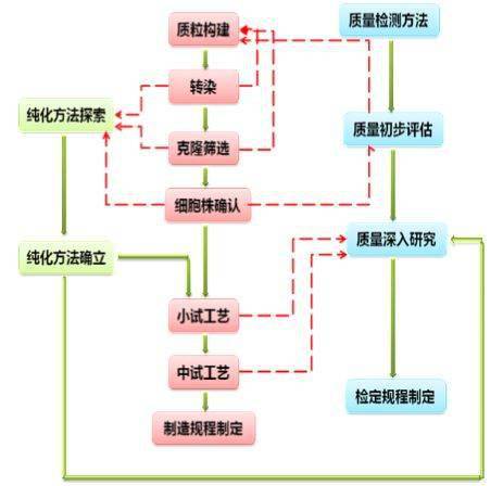 淺談基于cho系統的蛋白產品研發流程
